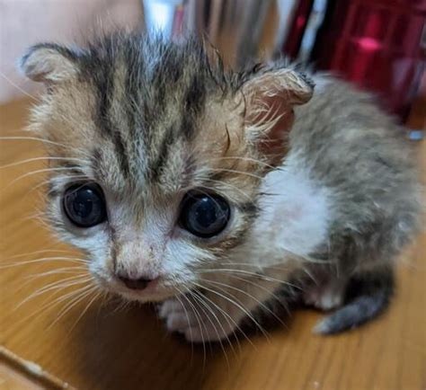 【決まりました】産まれたばかりの赤ちゃん子猫生後3週間 ぴの 小竹の猫の里親募集｜ジモティー