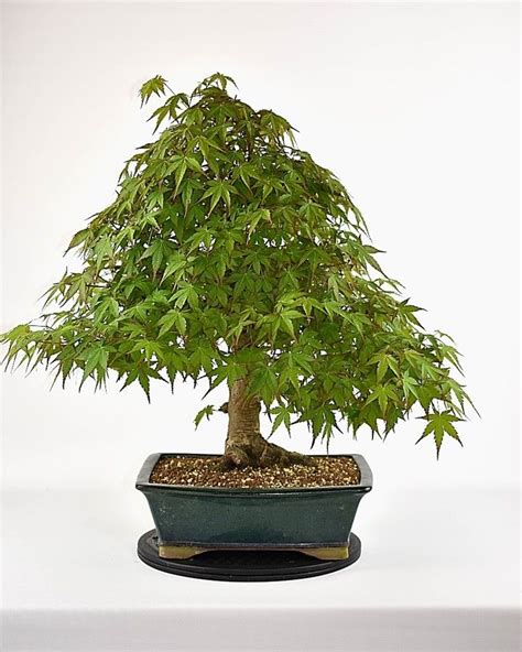 Acer palmatum Bonsai #bonsai #bonsais #bonsaitree #bonsaiart # ...