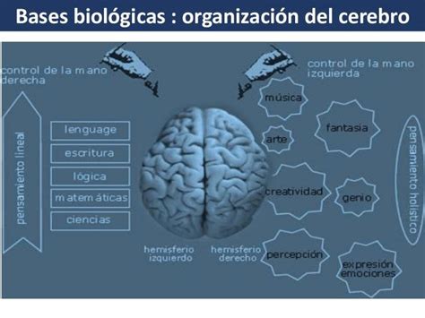 Bases biológicas del aprendizaje Aprendizaje Biologico Base