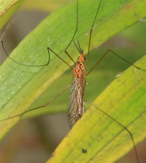 Tiger Crane Fly Nephrotoma BugGuide Net