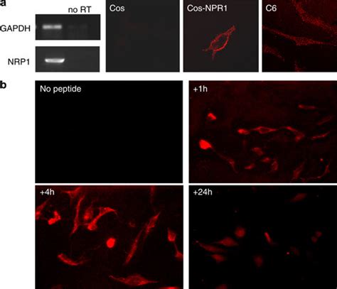 Expression Of Neuropilin 1 Nrp1 In C6 Cells And Incorporation Of Download Scientific Diagram