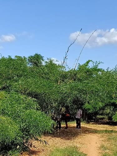 Africa Plantation Capital Bamboo Plantations Kilifi Flickr