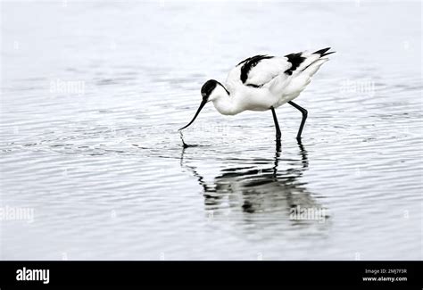 white pied avocet recurvirostra avosetta wading   lake