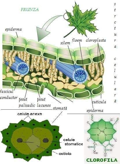 Pin By Nadia Quilling Art On Biology Biology Plants Biology Life