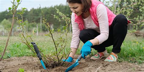 Plantation Du Rosier Quand Et Comment Planter Les Rosiers Nos