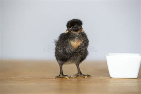 Close Up Of A Black Naked Neck Chick Standing On A Wooden Table Stock