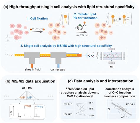 High Throughput Single Cell Mass Spectrometry Enables Metabolic Network