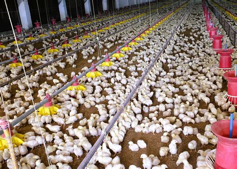 Philippine poultry production rises 9.3% in Q1 2025 - aviNews, the