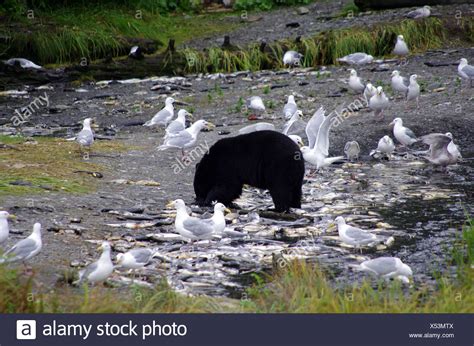 Bear Eating Salmon High Resolution Stock Photography and Images - Alamy