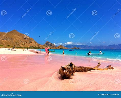 Pink Beach at Komodo National Park (Komodo Island) Editorial ...