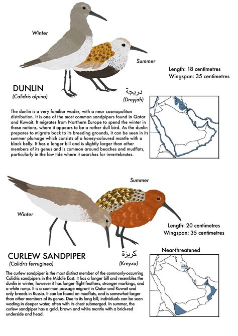 Working on a field guide to our species : r/Ornithology