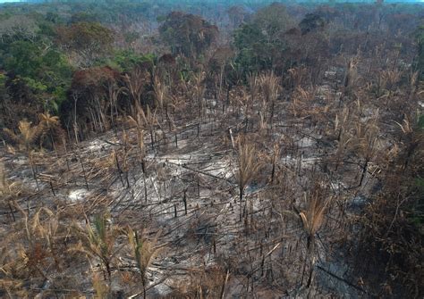 Environnement D Forestation En Amazonie Encore Un Record Battu