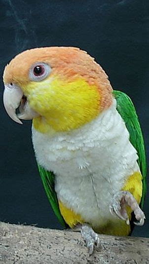 Caique De Pecho Blanco Mundoexotics