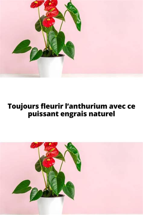 Toujours Fleurir Lanthurium Avec Ce Puissant Engrais Naturel