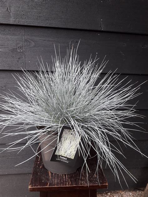 Festuca Glauca — metbloemen.nl