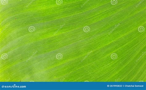 Textura Do Fundo Natural Das Folhas Das Bananas Foto De Stock Imagem