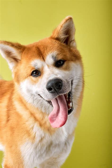 Close Up Portrait Of Head Shiba Inu Dog Looks Curious At Camera