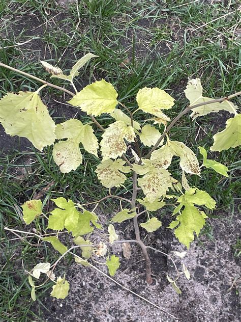Brown spots on black mulberry tree (Morus nigra) : r/plantclinic