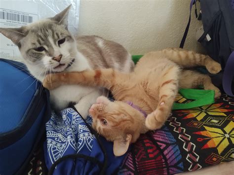 Ready for Evasive Maneuvers : r/airplaneears