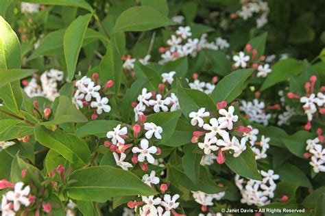 Abelia mosanensis-Fragrant abelia | Janet Davis Explores Colour