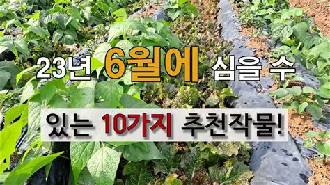 6월에 심을수 있는 10가지 추천 작물 주말농장 도시 텃밭 가꾸기 Youtube