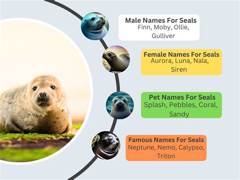 60+Names For Seals: Fun and Friendly Ideas | by Animal Learns | Medium