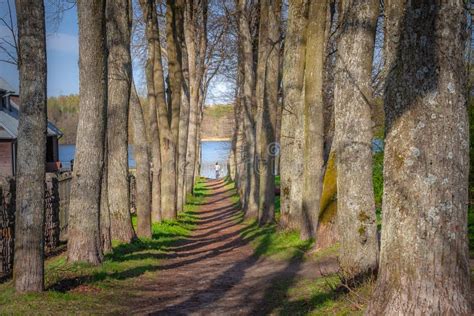 Cycling On Treelined Path Through Majestic Autumn Leaf Colors Of Beech