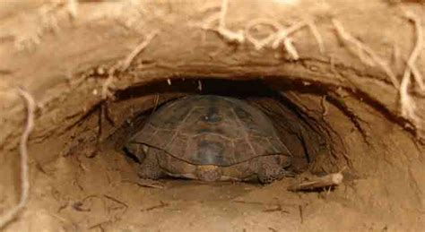 7 Reasons Why Tortoises Bury Themselves