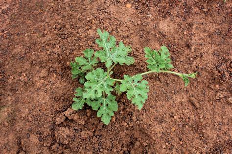 Watermelon Plant Spacing - How Far Apart To Plant Watermelons ...