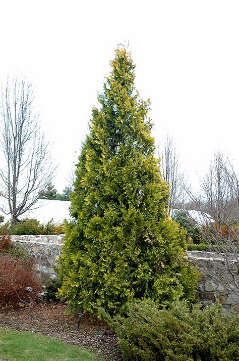 Europe Gold Arborvitae Thuja Occidentalis Europe Gold In Greensboro