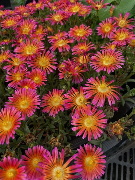 Delosperma Ocean Sunset Ocean Orange Vibe