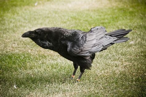 The Ravens of The Tower of London | Amusing Planet