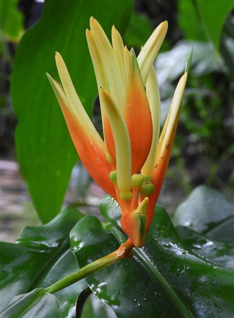 Heliconia Aurantiaca Heliconiaceae Tropick Sklen K Botanick