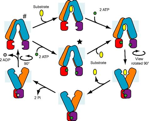 Structures Of Abcb10 A Human Atp Binding Cassette Transporter In Apo And Nucleotide Bound