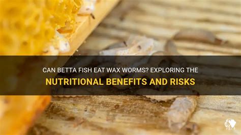 Can Betta Fish Eat Wax Worms Exploring The Nutritional Benefits And