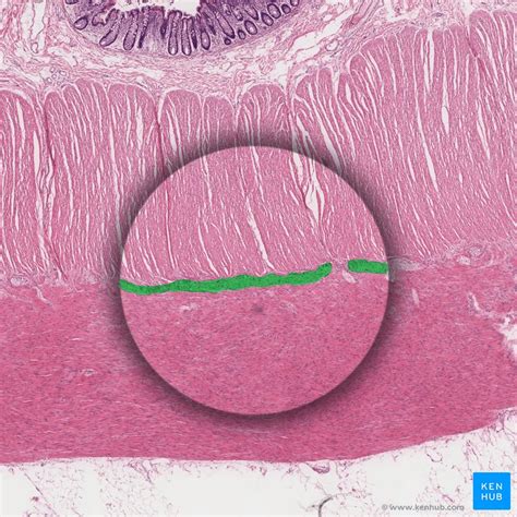 Myenteric plexus: origin, course and function | Kenhub