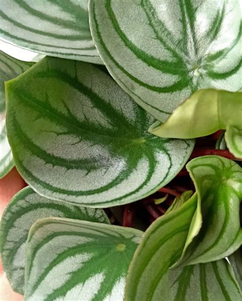 Acheter Peperomia Argyreia Watermelon En Ligne Indoorpoppies