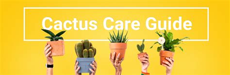 Cactus Care Guide | University of Iowa Energy Collaborative