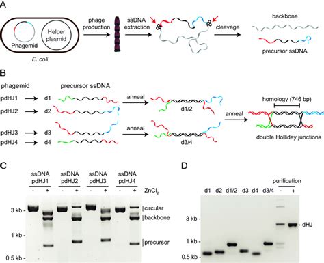 Generation Of Dna Molecules Containing Dhjs A Schematic Diagram