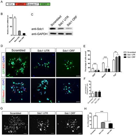 Sdc1 Knockdown Reduces NPC Maintenance And Proliferation In Vitro A