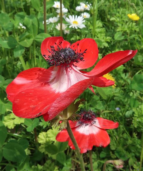 Gartenanemone Rolf Schreiber Flickr