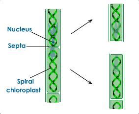 What are the different modes of asexual reproduction? Cite them with ...