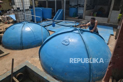 Pemanfaatan Limbah Kotoran Sapi Menjadi Energi Biogas Cahaya Kreatif