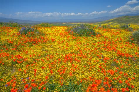 Antelope Valley California Poppy Reserve California Superb Flickr