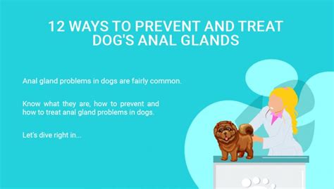 Dog Anal Glands 12 Preventions And Treatments Video Included