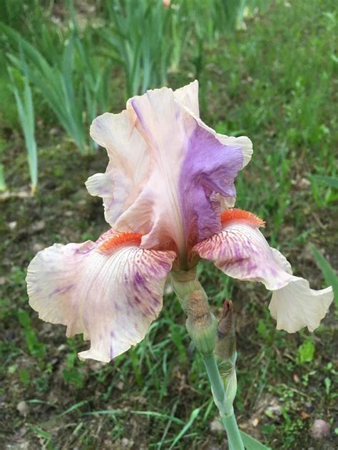 Photo Of The Bloom Of Tall Bearded Iris Iris Peach Jam Posted By