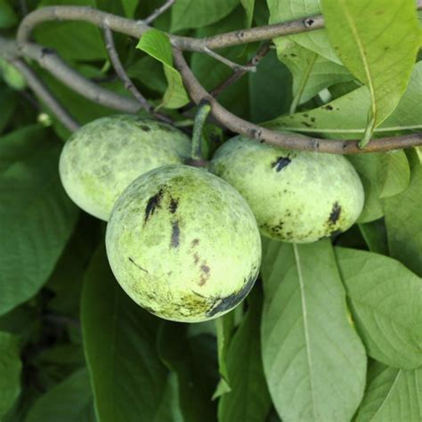 Pennsylvania Golden Pawpaw Tree Stark Bros