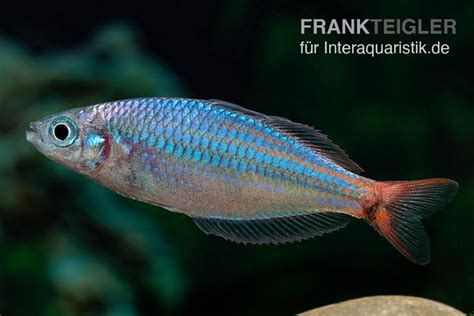 Red Laser Regenbogenfisch Melanotaenia Rubrivittata Kaufen