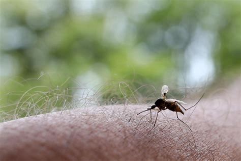 Vidéo Un patient infecté par le virus West Nile à Bordeaux Il n