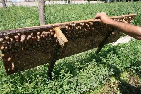 Snail Farming For Beginners In Nigeria Made Easy Legitng